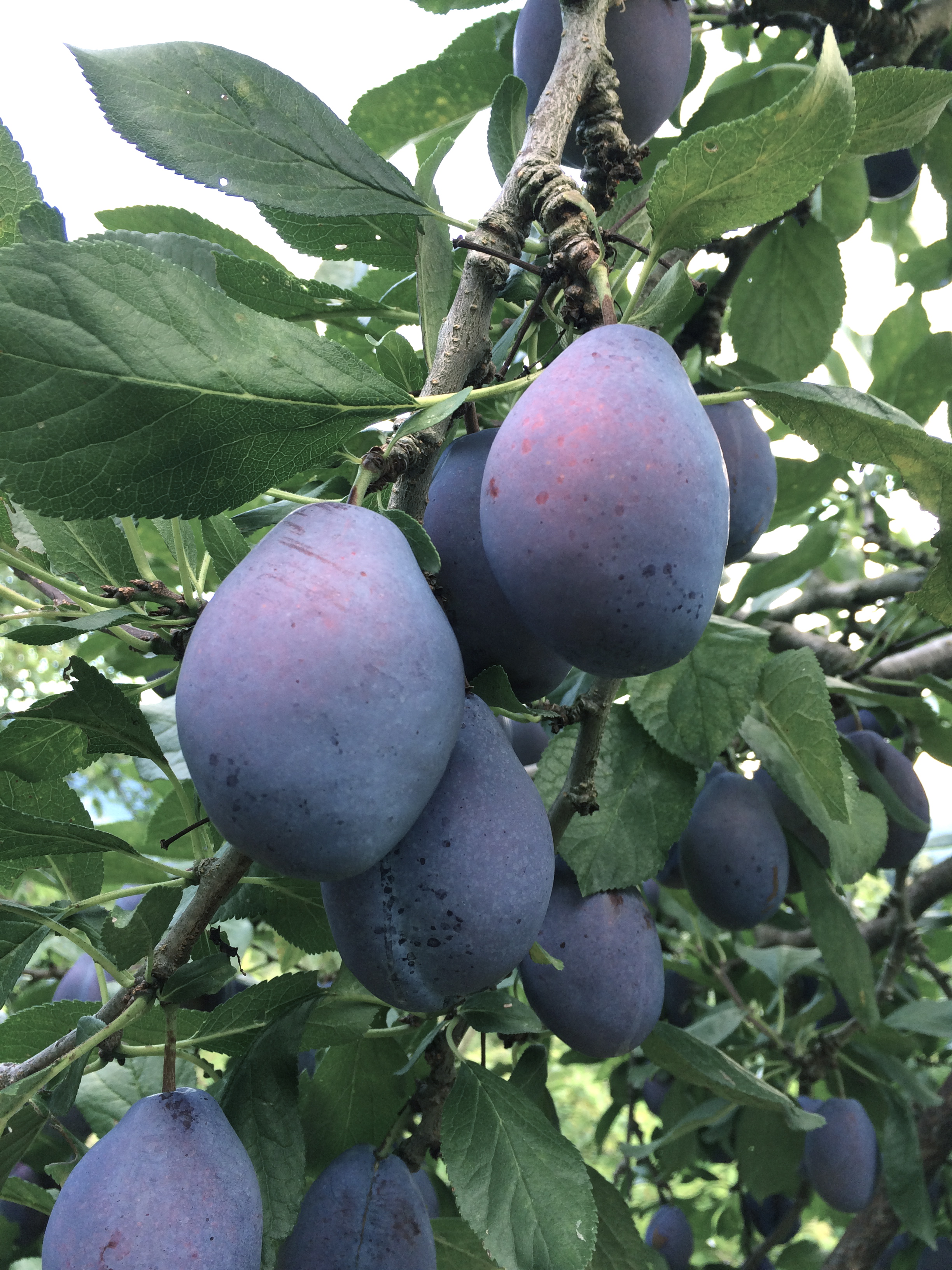 �����������������C���[�W